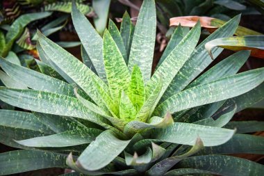 Çizgili bromeliad yeşil yaprakları bromeliad bahçesinde büyük