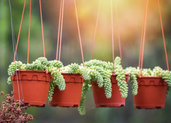 Sedum succulent plant / Hang plants in pot nature blur backgroun — Stok Foto