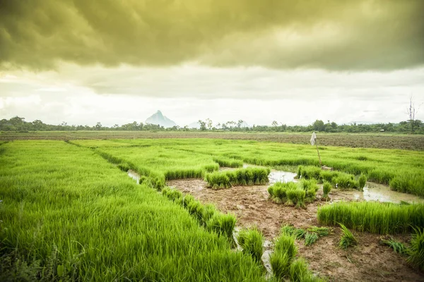 Plantio de campo de arroz em estação chuvosa na Ásia / arroz de broto — Fotografia de Stock