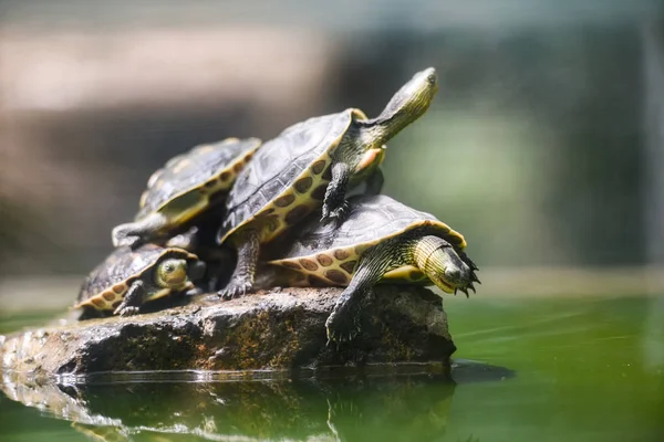 Tortuga divertida en el estanque de agua de roca / raya china cuello de la tortuga — Foto de Stock