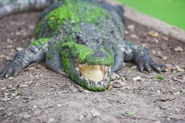 Crocodilo deitado no chão com planta aquática verde na pele allig — Fotografia de Stock