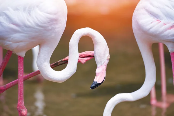 Фламінго птах рожевий красивий на озері річки природи тропічних Anima — стокове фото