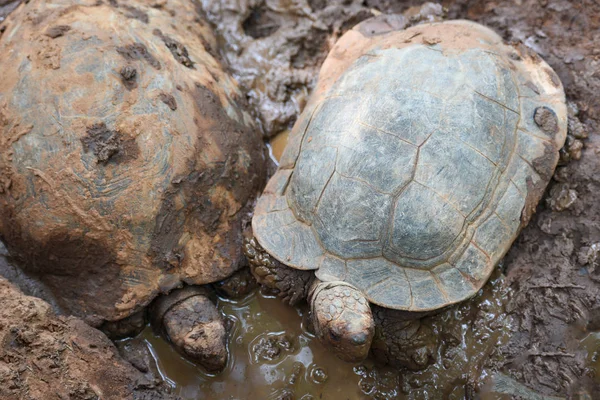 Asian Giant Tortoise / Большая черепаха на грязевом пруду — стоковое фото