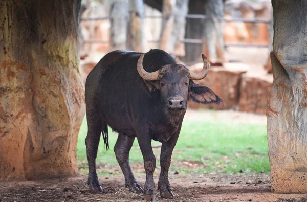 Forest buffalo / african buffalo wildlife on farm zoo in the nat
