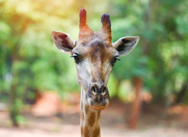 Giraffe head / Close up of a giraffe in front and nature green t — Stock Photo, Image