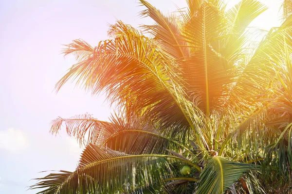 Palmera de coco y fruta de coco en el jardín tropical con — Foto de Stock