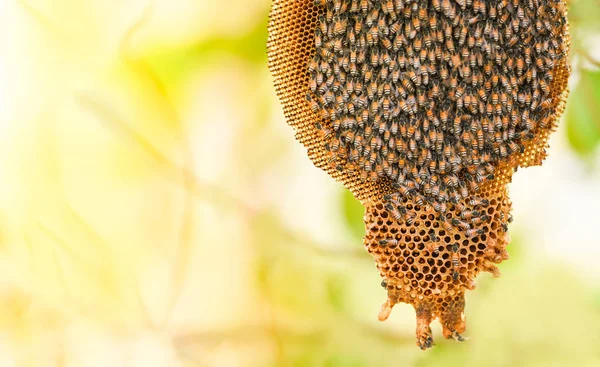 Honeycomb on tree nature and swarm honey bee on comb beehive — Stock Photo, Image