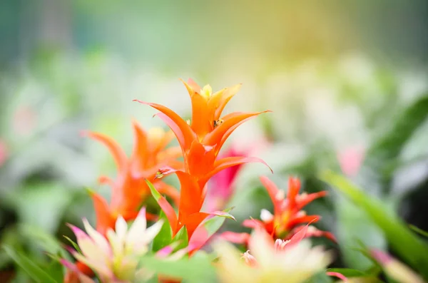 Kolorowy kwiat bromelad dekoracji w planie przedszkola ogród — Zdjęcie stockowe