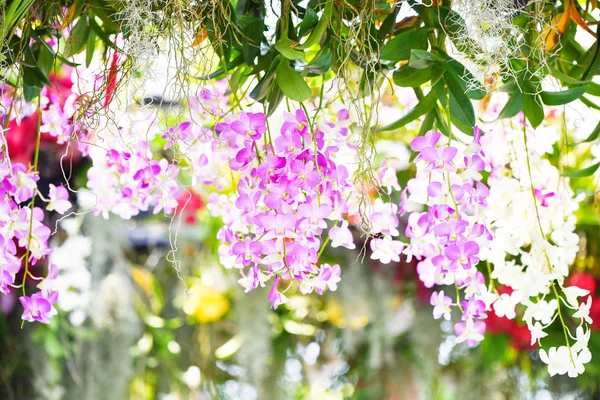 Planta tropical hermosa orquídea rosa y flor púrpura en la sp —  Fotos de Stock