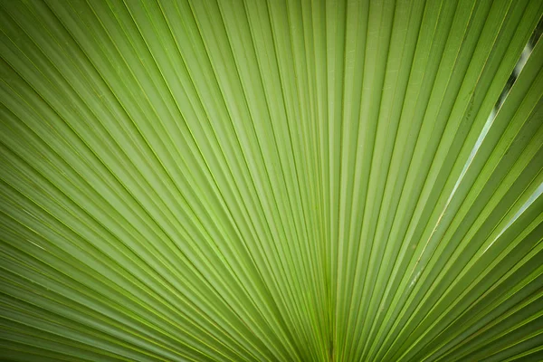 Natural green patterns / Green palm tree leaf texture on natural