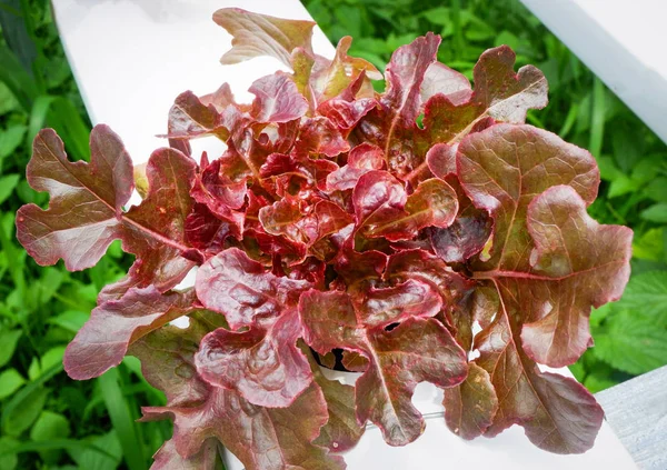 Punainen salaatti, Punatammen lehti kasvimaa kasvaa hydroponi — kuvapankkivalokuva