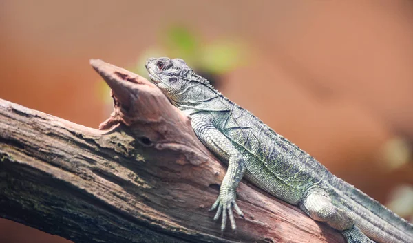 Chinese Green Water Dragon on branch tree