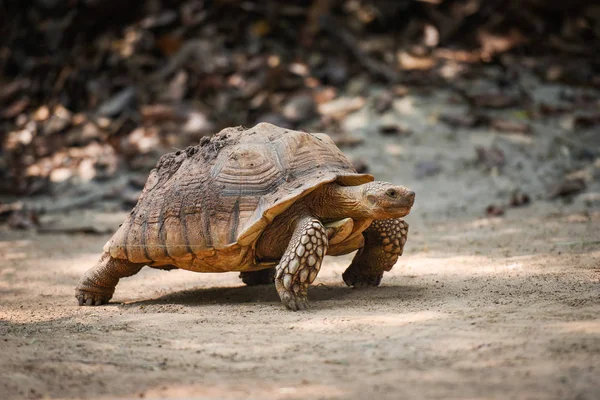 Tortuga espoleada africana / Acercamiento de la tortuga caminando — Foto de Stock