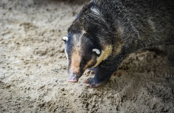 Hog Badger-Arctonyx collaris Badger Greater Hog — Stockfoto