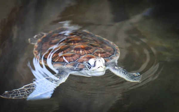 Fazenda de tartaruga verde e natação na lagoa de água / tur mar falcão — Fotografia de Stock