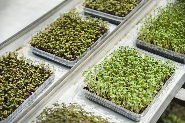 nursery plants in pot - young green seedling lettuce salad growi