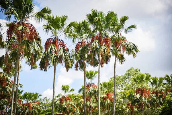 Jardín de palmeras tropical en el parque con palmeras en el cultivo de árboles — Foto de Stock