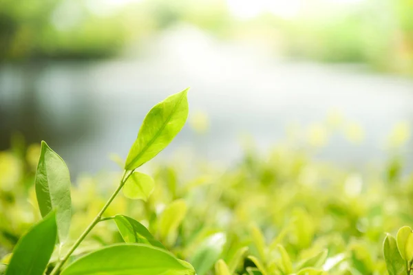 Hoja verde en la hermosa naturaleza del árbol con la luz del sol enfoque suave y — Foto de Stock