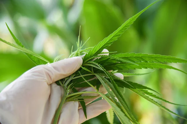 Cannabis leaves Marijuana plant on hand and nature green backgro — Stock Photo, Image