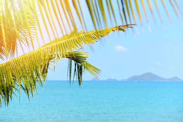 Palmera de coco con luz solar en el cielo azul del océano de verano y — Foto de Stock