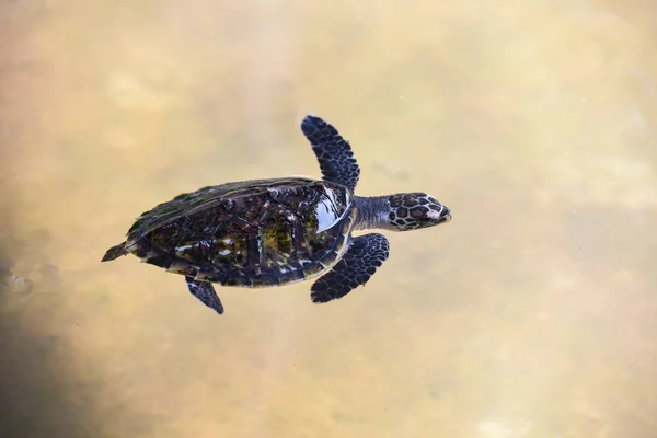 Детеныш черепахи ястреб 2-3 месяца - морская черепаха плавает — стоковое фото