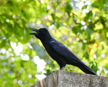 ağaç doğa yeşil arka plan / karga siyah bir ile leş karga
