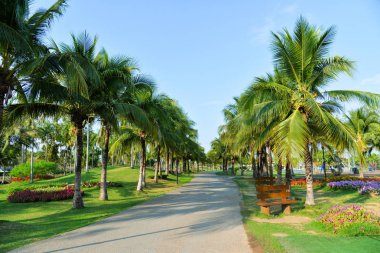 Palmiye ağacı ile Park yolu palmiye bahçesi ve Bahar çiçeği