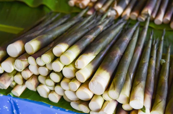 Pousse de bambou frais de la forêt naturelle à vendre dans la marque locale — Photo