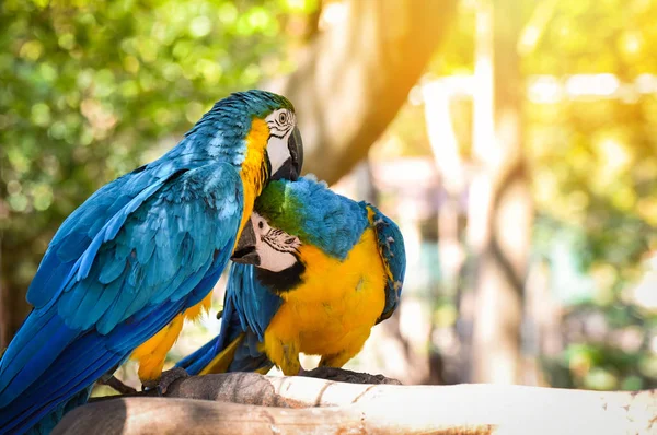 Couple birds on branch tree in the nature / yellow and blue wing — Stock Photo, Image