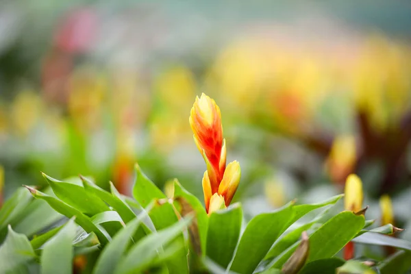 ブロメリアの花飾る / 美しい赤と黄色のブロメリアg — ストック写真
