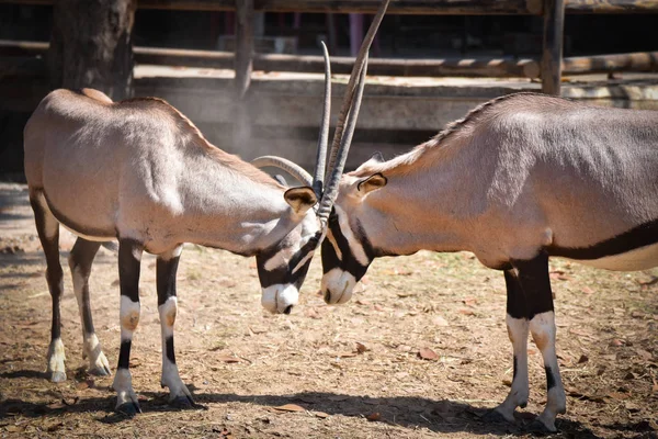 Küzdelmével csata Nyársas antilop/Oryx gazella állatok így — Stock Fotó