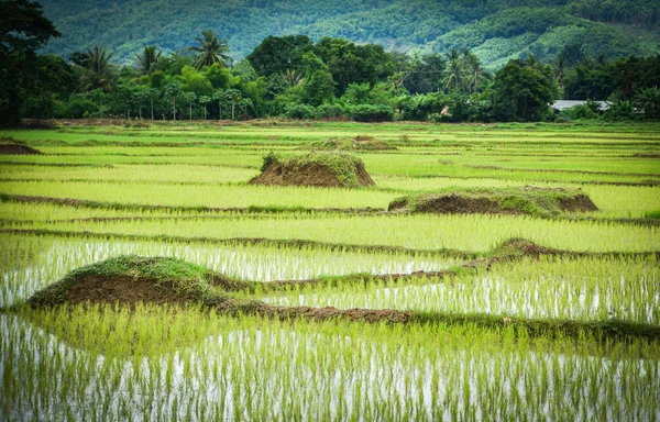 Посадка рису на сезон дощів азійське сільське господарство/фермер НВАК — стокове фото