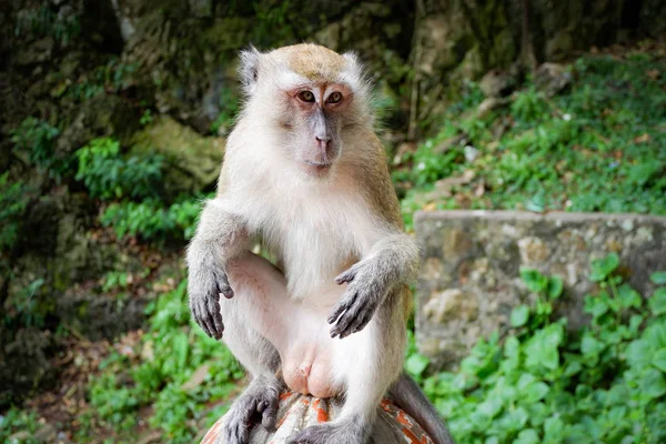 Asia mono sentado en las rocas en el fondo del parque natural — Foto de Stock