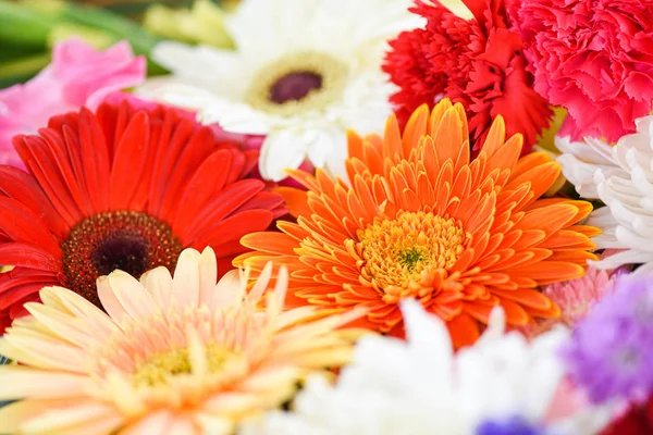 Zbliżenie świeże kwiaty wiosna pęczek roślin Gerbera Chryzantema — Zdjęcie stockowe