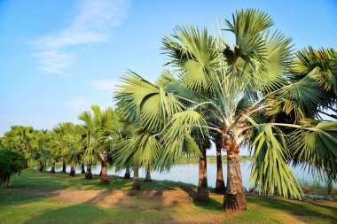 Tree palm garden in row on the riverside clipart