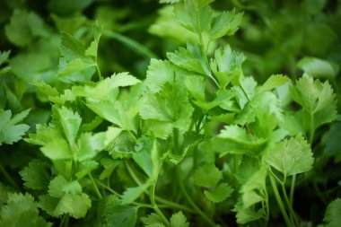 kereviz ekimi - yeşil maydanoz yaprağı sebze büyüyen 