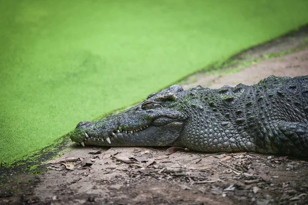 Crocodilo deitado relaxando na pedra perto da água em crocodilos f — Fotografia de Stock