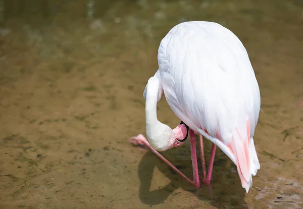 Flamingo pássaro rosa bonito no lago rio natureza anima tropical — Fotografia de Stock