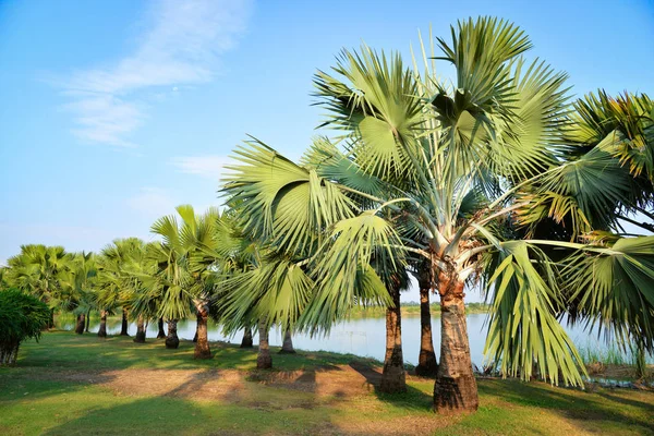 Jardín de palmeras en fila a orillas del río — Foto de Stock