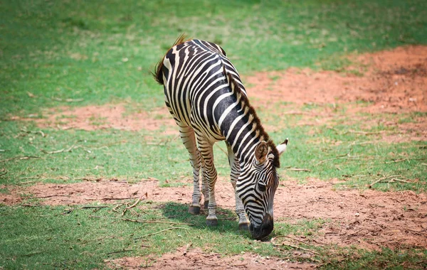 Planícies africanas Zebra pastam grama no Parque Nacional — Fotografia de Stock
