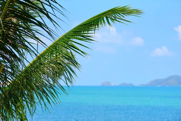 Palmera de coco en el océano de verano cielo azul e islas tropi — Foto de Stock