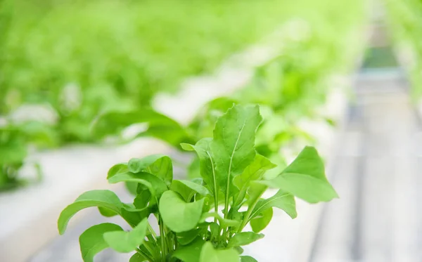 Растительная гидропонная система молодой и свежий зеленый салат — стоковое фото
