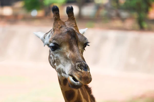 Giraffe eten verlaat-close-up van een giraffe in voorkant en grappig — Stockfoto