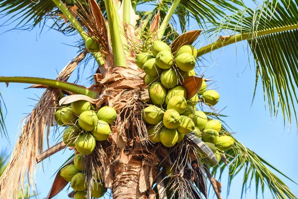 Coconut palm tree and coconut fruit in the tropical garden with