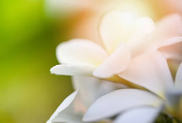 Plumeria flor o frangipani flor planta en el jardín verano — Foto de Stock