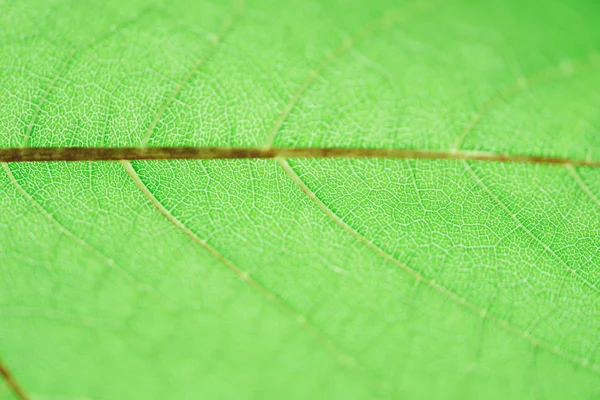 Gros plan de la feuille verte pour le fond de texture — Photo