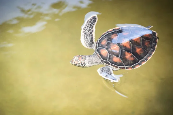 Зеленая черепаха ферма и плавание на водном пруду - ястреб морской тур — стоковое фото