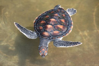 yeşil kaplumbağa çiftliği ve su gölet yüzme - hawksbill deniz tur