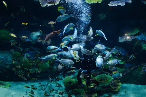 Fütterung von Fischen / Menschen Tauchen Füttern von Schulfischen Essen Nahrung unter Wasser — Stockfoto