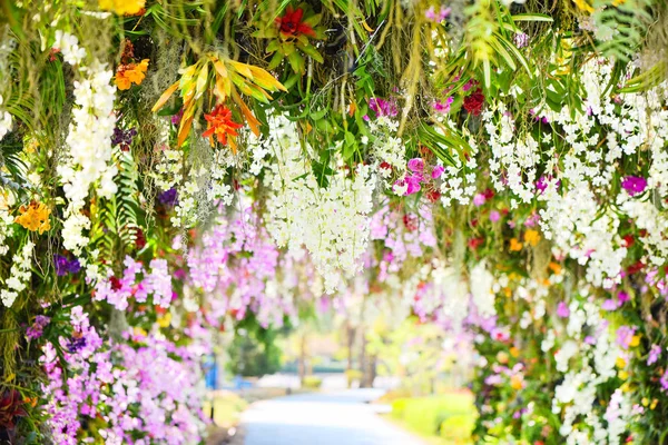 Orchidee tuin/tropische plant mooie bloem in het voorjaar su — Stockfoto